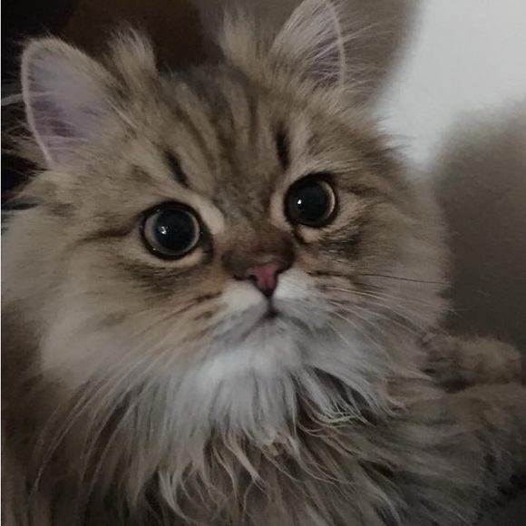 Meet your Posher, Sharon - Picture 14 of 16